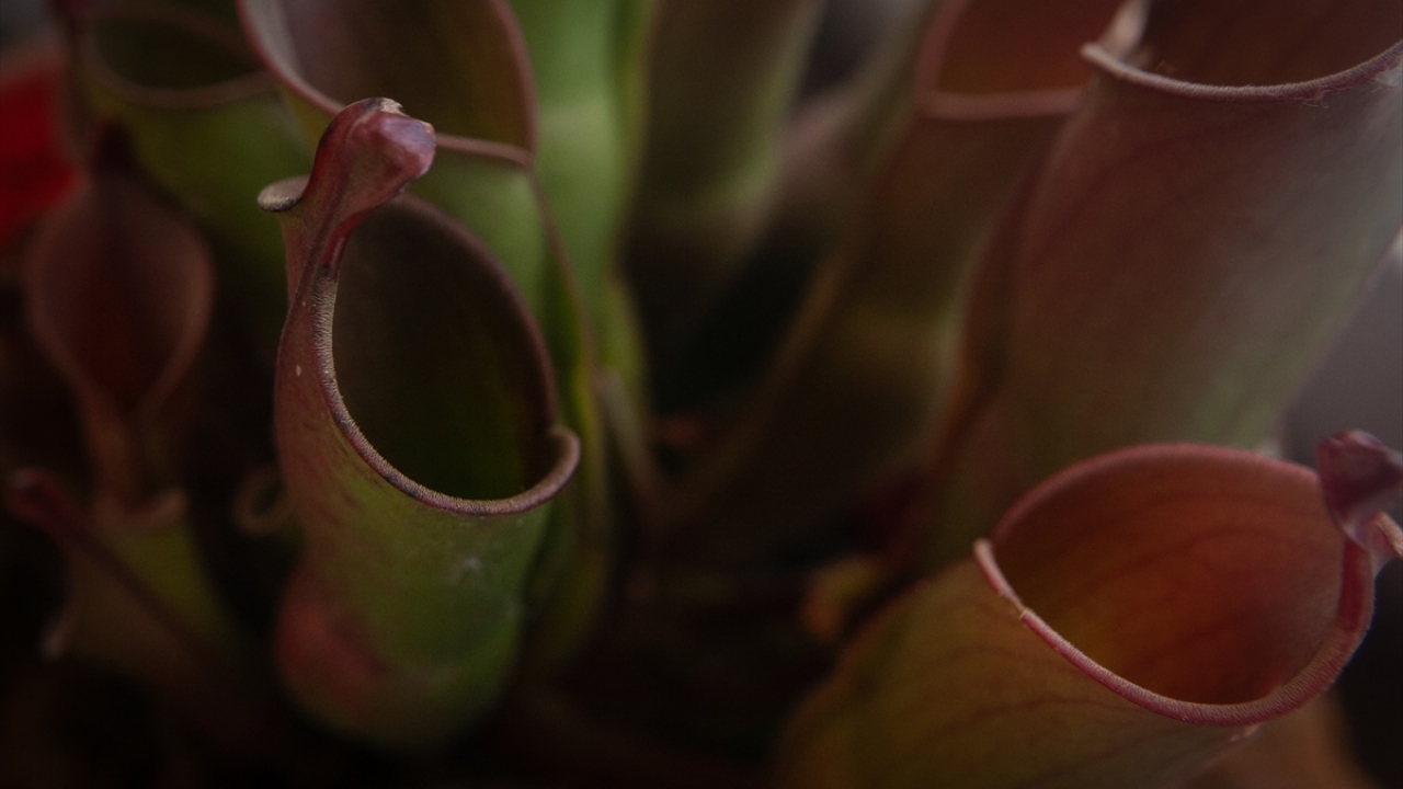 Botanik bahçesinde sergilenen etçil bitkiler arasında "Sarracenia Psittacina" da yer aldı.