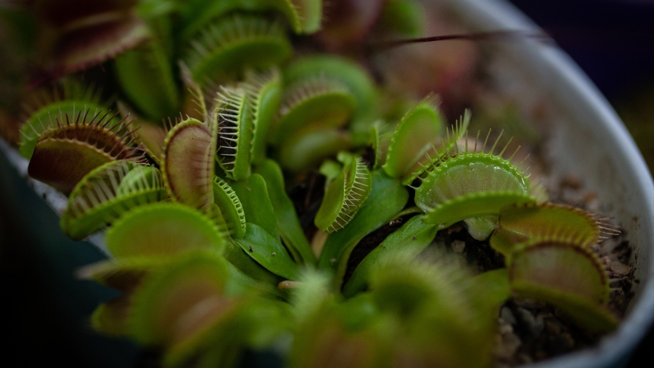 Bu yıl en çok ilgi çeken bitki Cephalotus Follicularis.