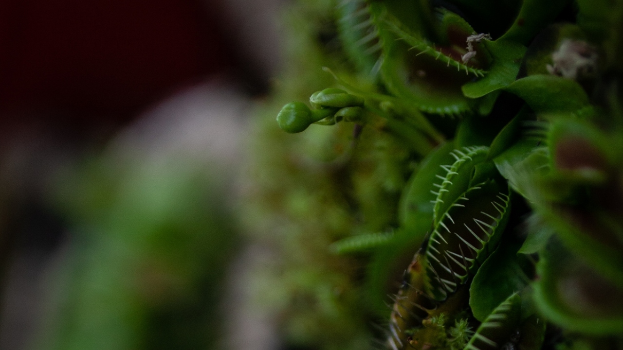 Avusturalya kökenli bu bitki, avını sahip olduğu nektarı ile güçlü tuzaklarına çekerek yavaşça öldürmesiyle öne çıkıyor.