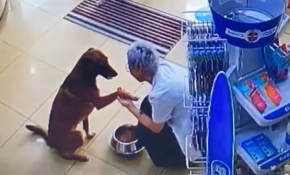 Patisi yaralanan köpek eczaneye gitti