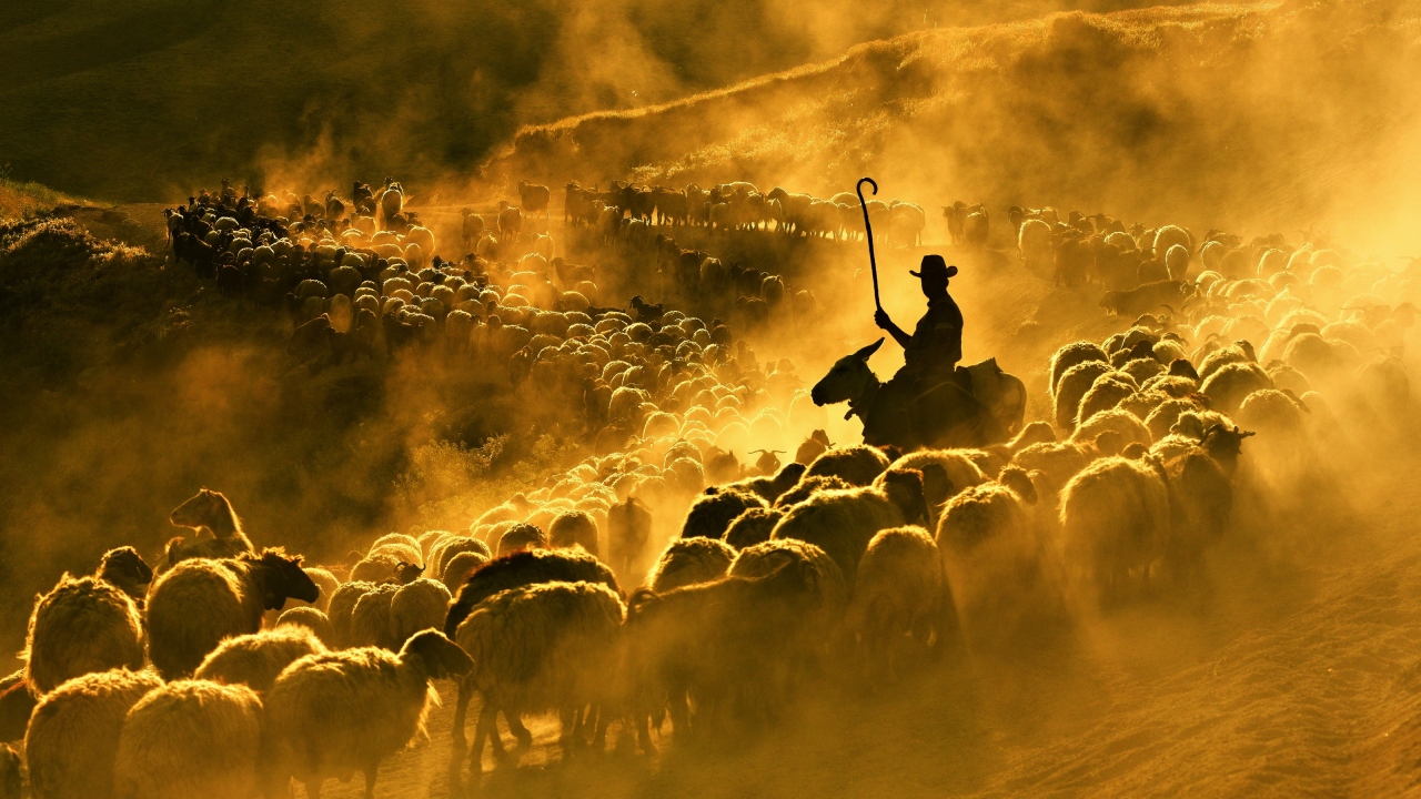 Koyun sürülerinin tozlu yolda ilerleyişi, çoban ve koyunları zorlarken gün batımına doğru oluşan kızıl renkler ise seyri doyumsuz görüntüler ortaya çıkarıyor.