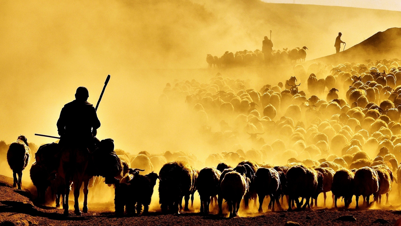 Her gün binlerce koyunu süt sağımı için sürüler halinde köye getiren çobanlar, süt sağımından sonra gün batımına doğru sönmüş bir volkanik dağ olan Nemrut Dağı eteklerine doğru 7 kilometrelik tozlu yolculuğa başlıyor.