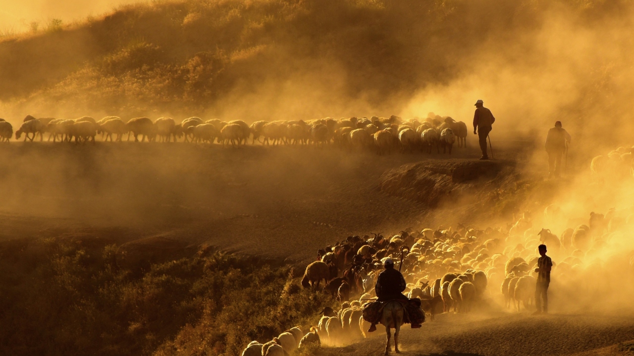 Çobanlar ve koyun sürüleri günde 2 defa Nemrut Dağı’na gidiş geliş yaparak yaklaşık 15 kilometrelik tozlu yolu yürümüş oluyor.