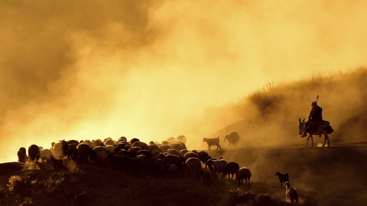 Tatvan’a bağlı Kıyıdüzü köyünde çobanlık yapan Kutbettin Kaya, “Ben Kıyıdüzü köyünde hayvancılık yapıyorum. Bende 600 tane hayvan var. Ben 15 kilometre Nemrut Dağı’na gidiyorum, 15 kilometreden sonra geri dönüş yapıyorum” dedi. 
