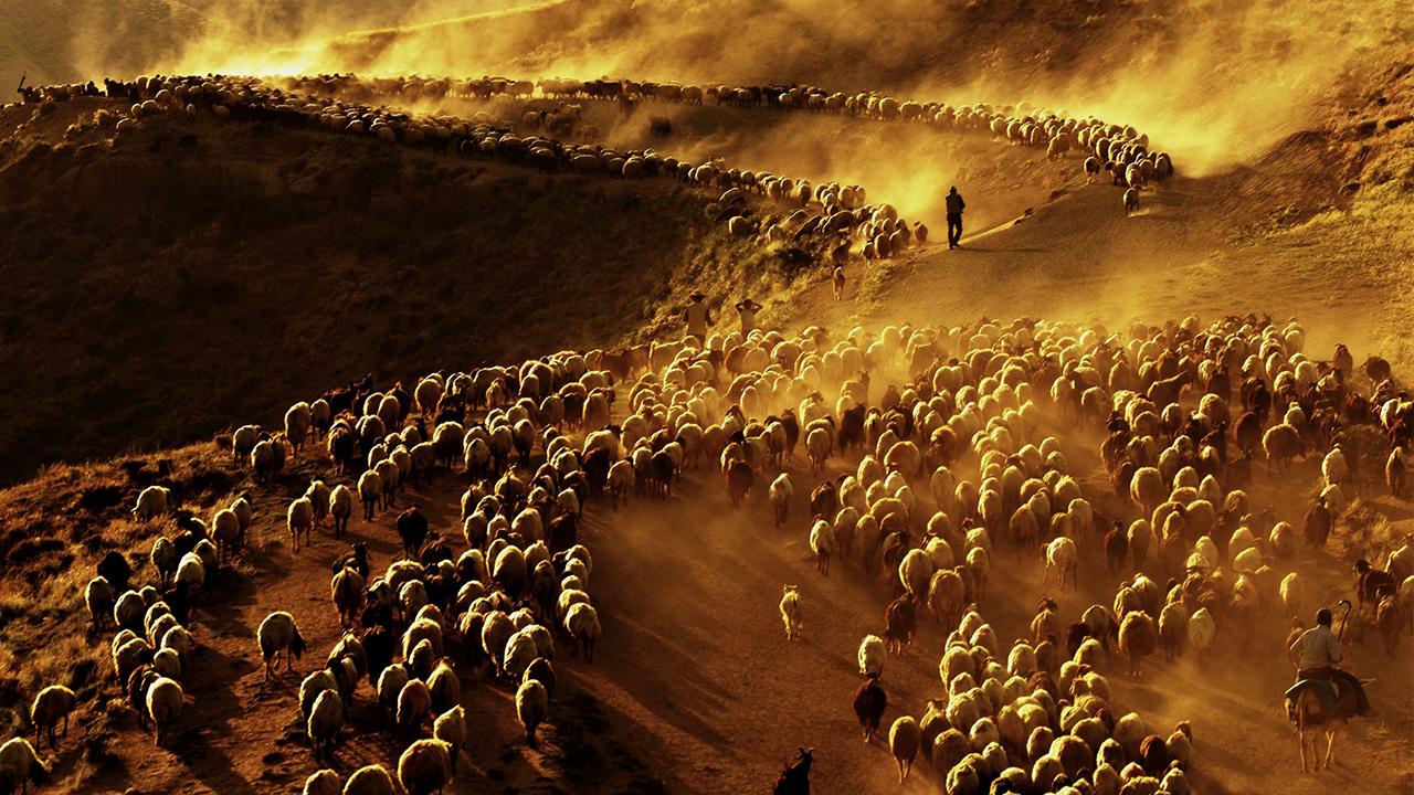 Tatvan ilçesine bağlı Kıyıdüzü’ndeki çobanlar, binlerce koyunu tarlalara ekilen buğdaylara ve ekinlere zarar vermemesi için toprak ve tozla kaplı vadiden götürmek zorunda kalıyor.