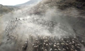 Hayvanların yaylaya tozlu yolculuğu