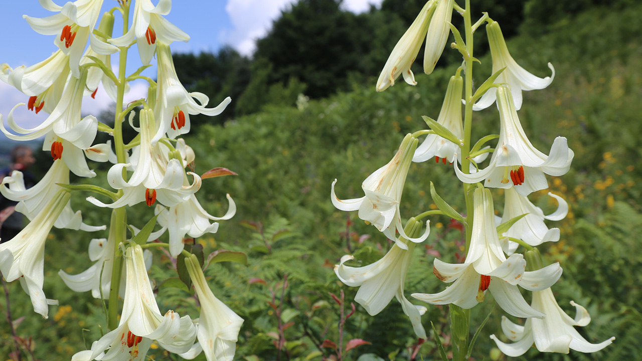 Zengin floraya sahip Ordu, 130`u endemik olmak üzere bin 700`ün üzerinde kayıtlı bitki türüne ev sahipliği yapıyor. 