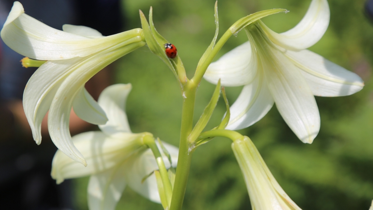 Akkuş ilçe kırsalında dağlık bölgede haziran ayında kendisini gösteren ve 15-20 günlük ömrü olan soğanlı bitki türü Mis/Akkuş Zambağı, meraklıları bölgeye çekiyor.