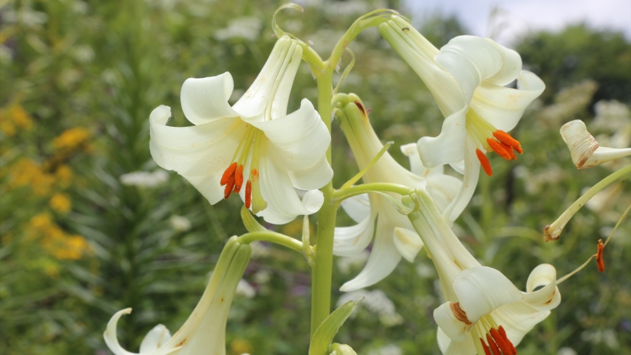 Orman İşletme Müdürlüğünce korunan türün çiçek açmasıyla birçok bölgeden fotoğraf tutkunları da yöreye gelmeye başladı.