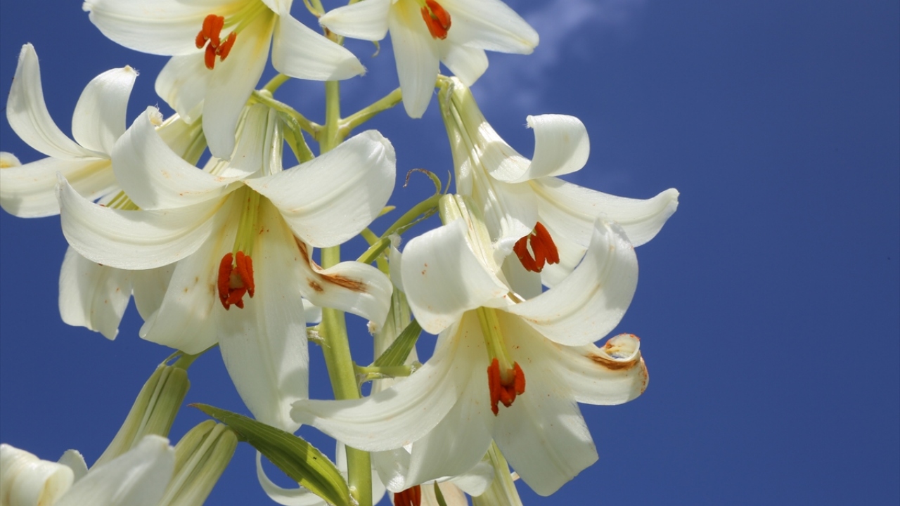 Akkuş Orman İşletme Müdürü Soner Yılmaz, yaptığı açıklamada, "Mis/Akkuş Zambağı"nın dünyada sadece Akkuş ilçesinde yetiştiğini belirterek, ilk defa 1993 yılında iki bilim adamı tarafından fotoğraflandığını söyledi. 