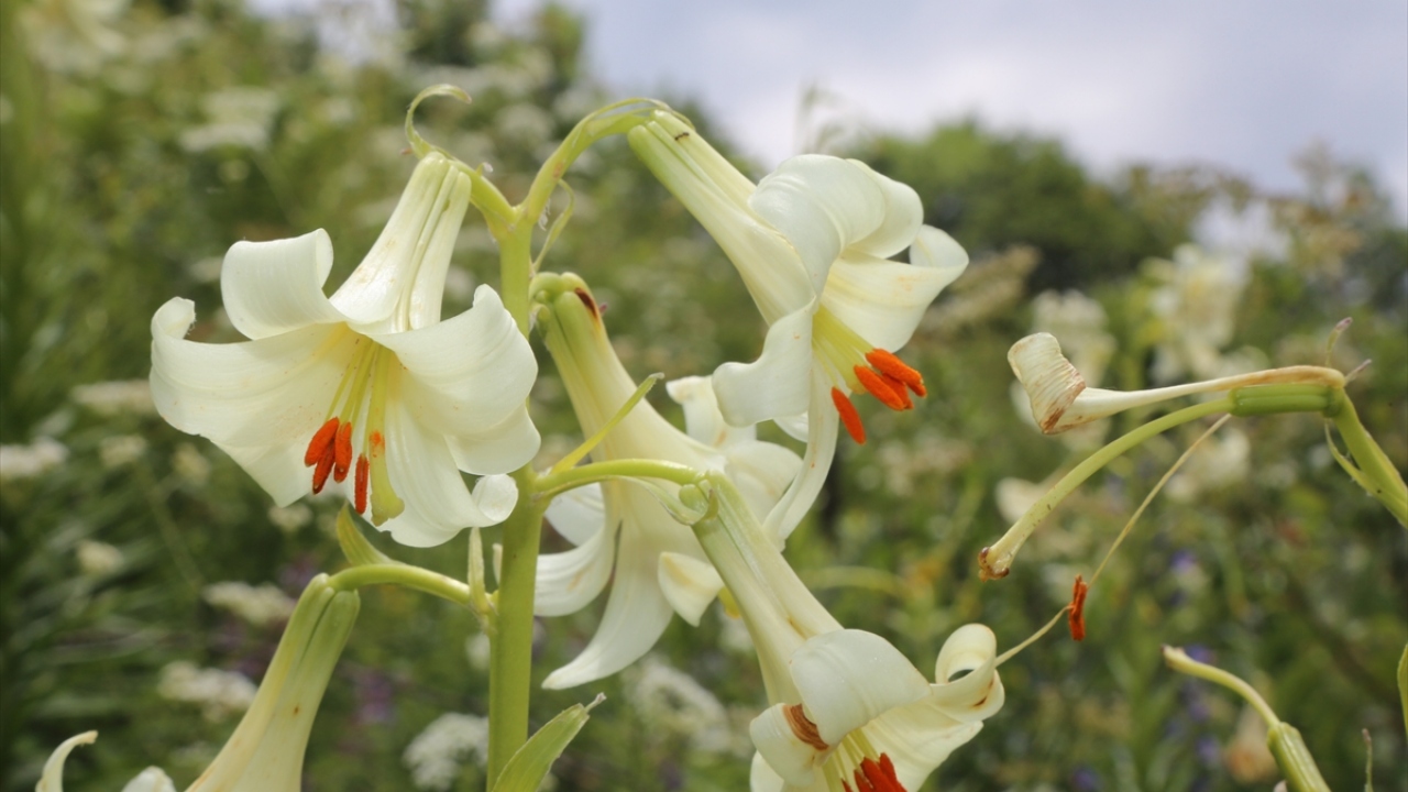 Daha sonra yürütülen bilimsel çalışmalar sonucunda zambağın 1998 yılında literatürde yerini aldığını kaydeden Yılmaz, bitkinin Latince "Lilium Akkusianum" olarak bilindiğini ifade etti. 