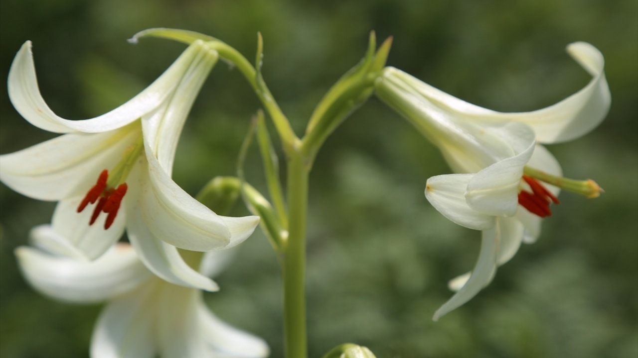 Yılmaz, yaklaşık 1,5 metre boyunda olan "Mis/Akkuş Zambağı"nın bu aylarda çiçek açmaya başladığını ve görenleri büyülediğini kaydederek, iklim şartlarına göre bitkinin 15-20 gün ömrü olduğunu aktardı.