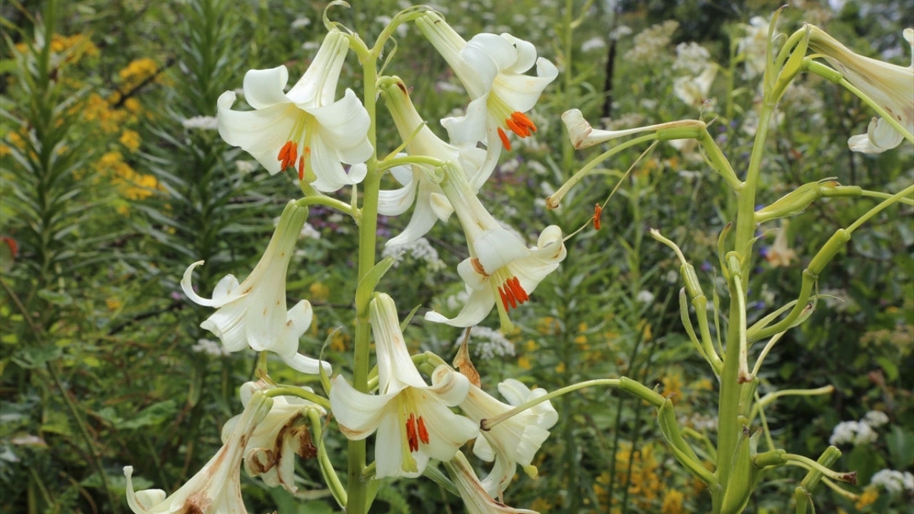 Bitkinin yaklaşık 2 bin rakımlı yörede yetiştiğini kaydeden Yılmaz, "Mis/Akkuş Zambağı"nın orman sahalarının önemli kısmında görüldüğünü bildirdi.