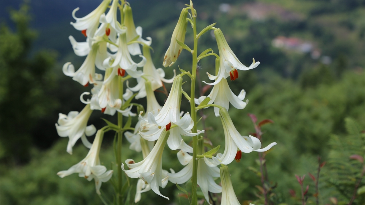 Her kök cezası 60 bin lira