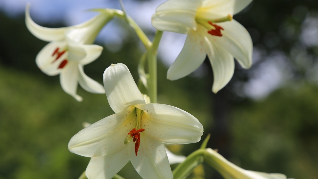 Vatandaşlara çağrıda bulunan Yılmaz, "Yöre halkımız bu bitkinin yanında yabancı ve şüpheli birini gördüklerinde hemen kolluk kuvvetlerine ve bizlere haber versinler. Kesinlikle bu bitkinin koparılmasına ve taşınmasına müsaade etmesinler." diye konuştu.
