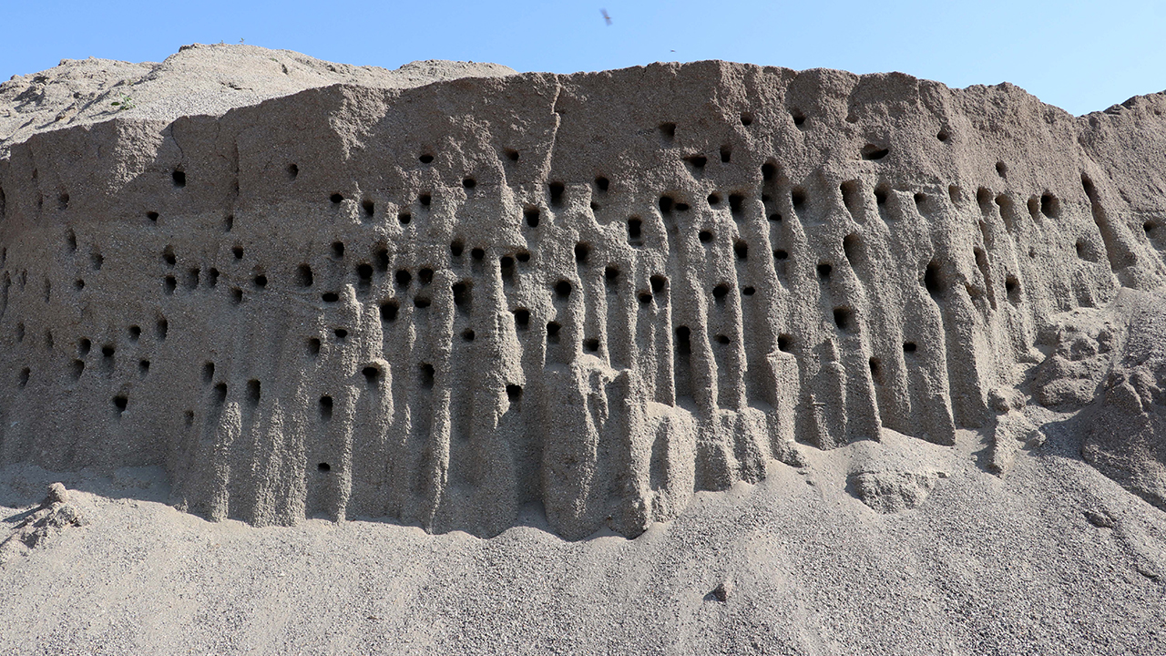 Diyarbakır`ın Bismil ilçesinde bir hazır beton firmasınca, işlenecek kum yığının üzerine kırlangıçların yuva yaptığının fark edilmesi üzerine ocaktan yeni kum taşınmasına karar verildi
