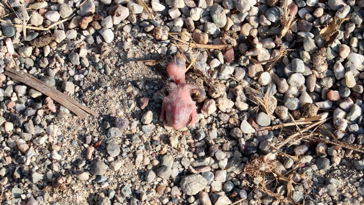 Bu nedenle kumu kullanmak istemediklerini ifade eden Başaran, tekrar kum taşınması için kamyon ile kepçe kiraladıklarını belirtti.