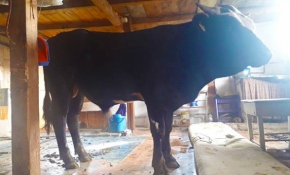 "Aşıdan kaçan" dana eve girdi