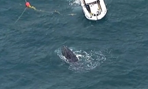 Avustralya'da ağa takılan balina kurtarıldı
