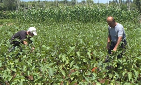 Mersin'in gönüllü çiftçileri