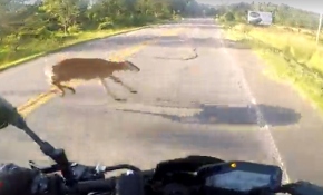 Geyiğe çarpan motosiklet sürücüsü havaya savruldu