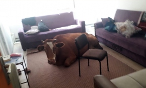 Başıboş inek, 112 Acil Yardım İstasyonu'na girdi