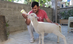 Çocuğu gibi büyüttüğü kuzusu peşinden ayrılmıyor
