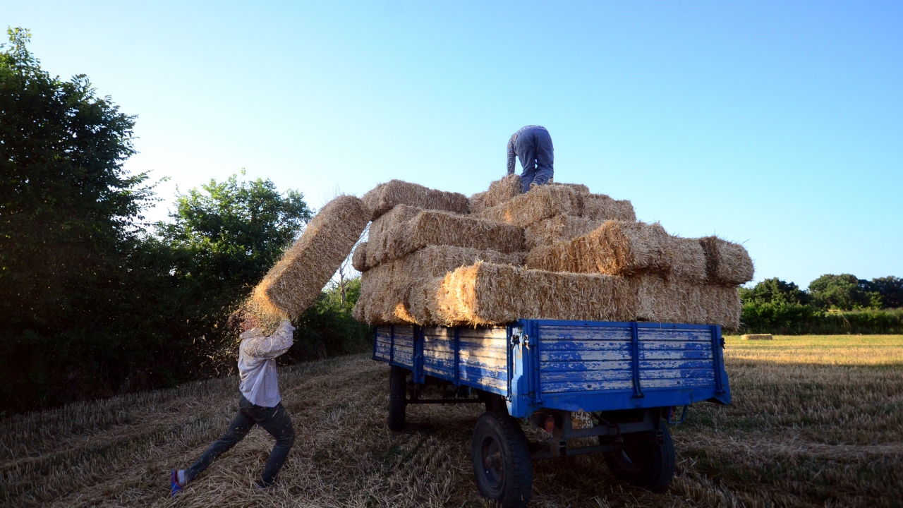 Trakya`da işçiler, buğday hasadı biten tarlalara balya taşımak için girmeye başladı.