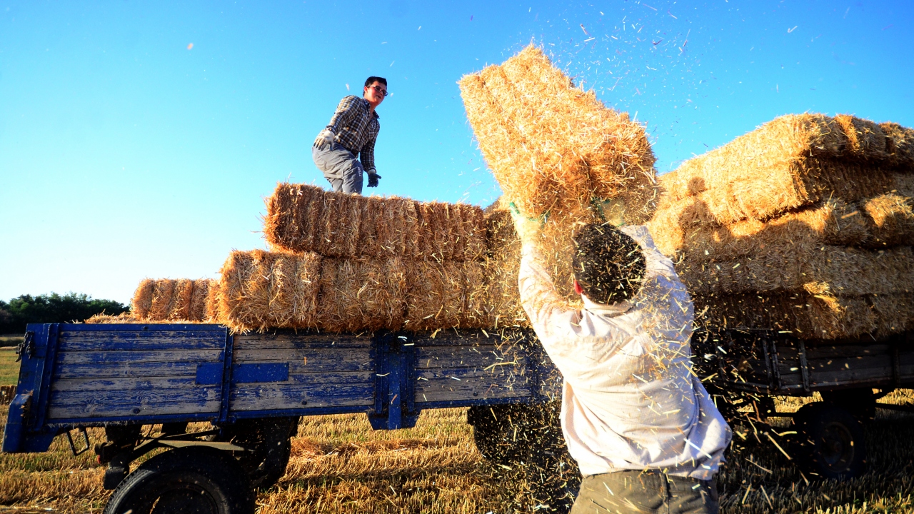 Buğday tarlaları biçildikten sonra hayvancılıkta yem olarak kullanılan samanlar bağlama makinesiyle bağlandıktan sonra tarlaya bırakılıyor. 