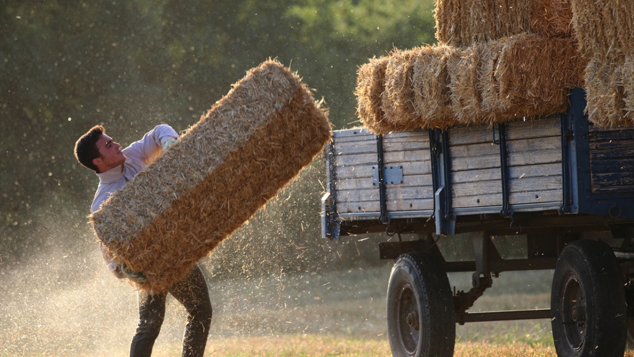 Balyaların tarladan ahırlara taşınması ise sezonluk çalışan emekçilere kalıyor. Ağır ağır ilerleyen traktör römorkunun peşinden giden işçiler, saman balyalarını var güçleriyle yüklerken, römork üzerindeki başka bir işçi de atılan balyaları düzenliyor.