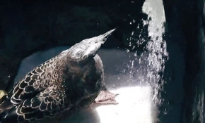 Sıcaktan bunalan martı çeşmenin altında serinledi