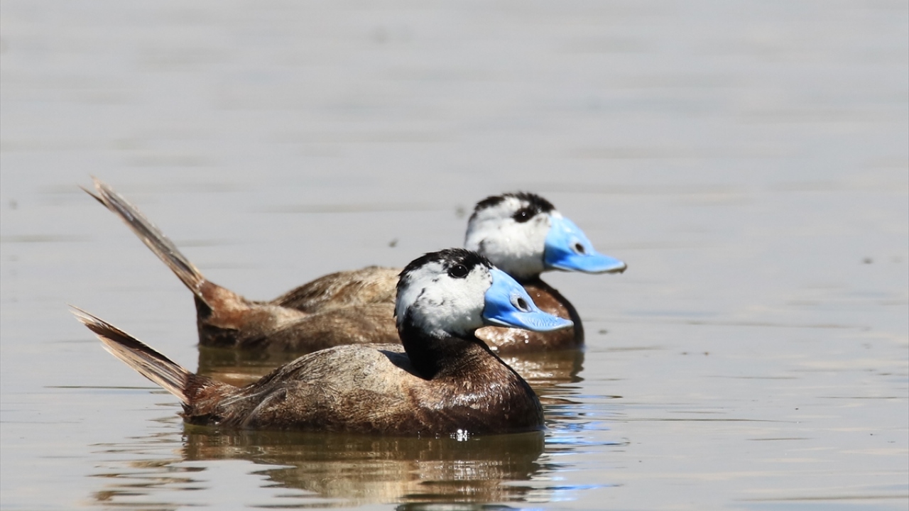 Havza, kuş türü ve popülasyonu bakımından bilim insanlarının yanı sıra doğaseverlerin de dikkatini çekiyor.