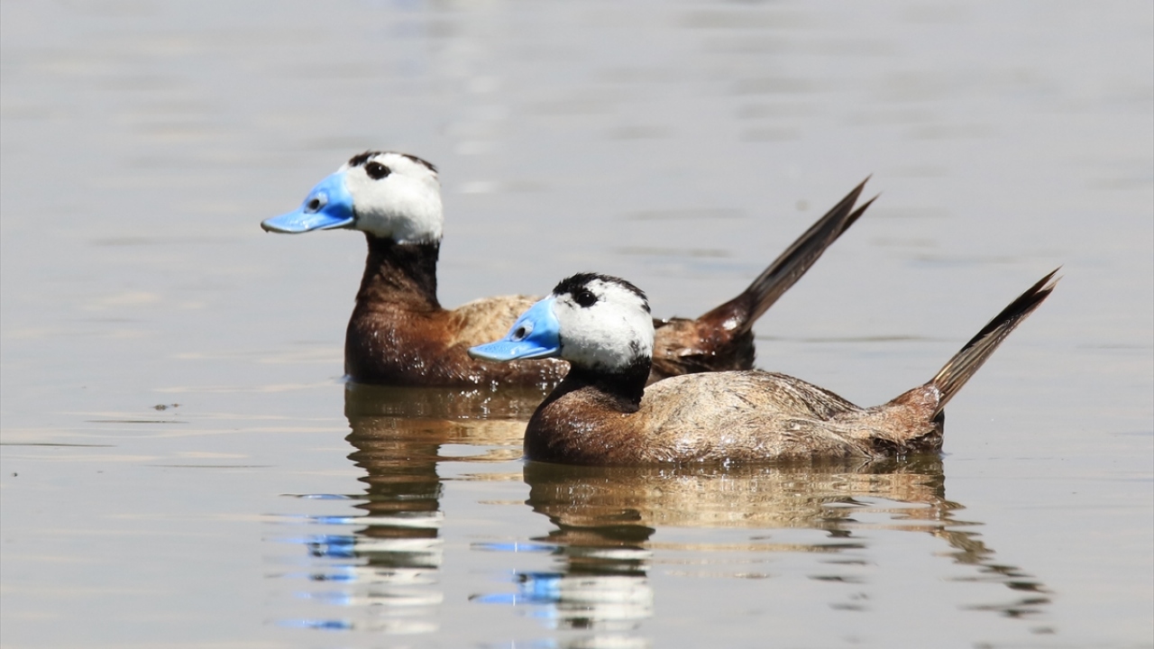 Ülkedeki yaklaşık 450 kuş türünden 215`inin görülebildiği havzada, yaban hayatının korunabilmesi için çalışmalar yürütülüyor.