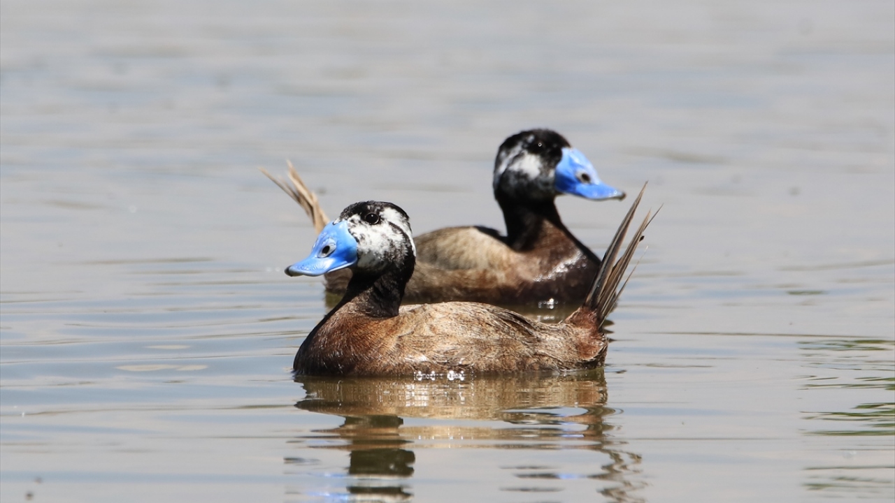 Bu çalışmalar, havzanın kuş türleri açısından en zengin dönemlerinden birini yaşamasını sağladı. 