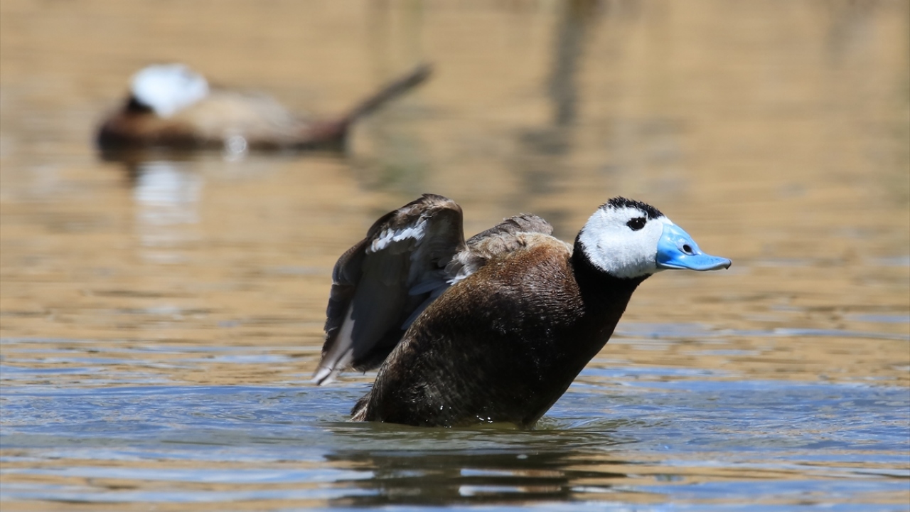 Havzada, alınan koruma önlemleri sayesinde nesli tehlike altında olan endemik kuş türü dikkuyrukların (Oxyura leucocephala) sayısındaki artış kuş bilimcilerini sevindirdi.