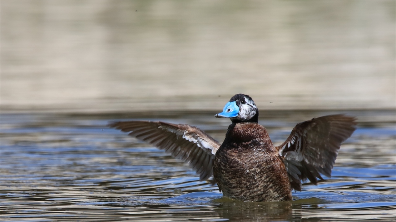 Önceki yıllarda sadece birkaç çift dikkuyruğun tespit edilebildiği Erçek Gölü çevresinde, onlarca çift görüntülenebiliyor.   