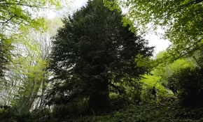 Dünyanın en yaşlı porsuk ağacı Zonguldak'ta