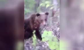Rusya'da bir adam tekmelediği ayının saldırısına uğradı