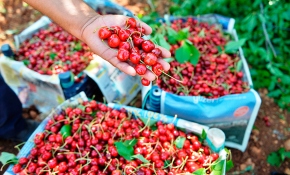Türk kirazı Çin pazarında yerini almaya başladı
