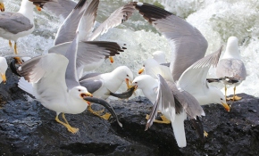 İnci kefali dönüş yolculuğunda