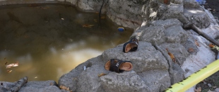 Süs havuzuna giren iki çocuk akıma kapıldı