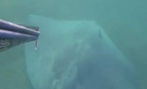 Ünlü rekortmen dalgıç Turan vatoz balığı görüntüledi