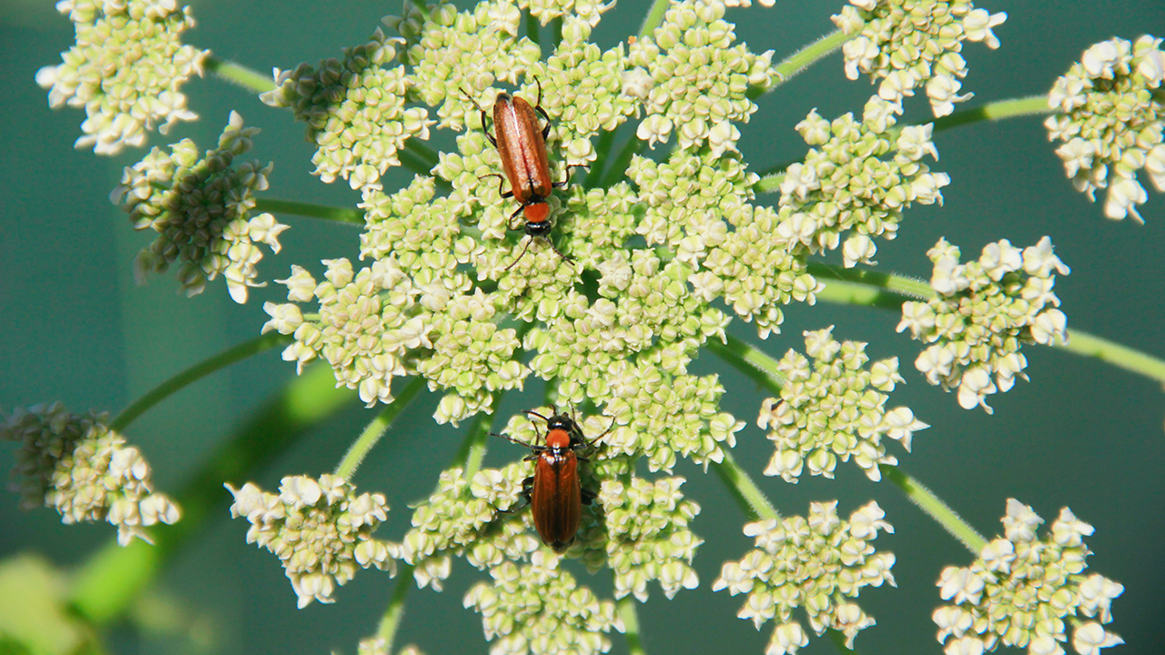 Tunceli`nin Ovacık ilçesindeki Munzur Vadisi Milli Parkı, biyolojik çeşitliliğiyle ziyaretçilerine eşsiz güzellikler sunuyor.
