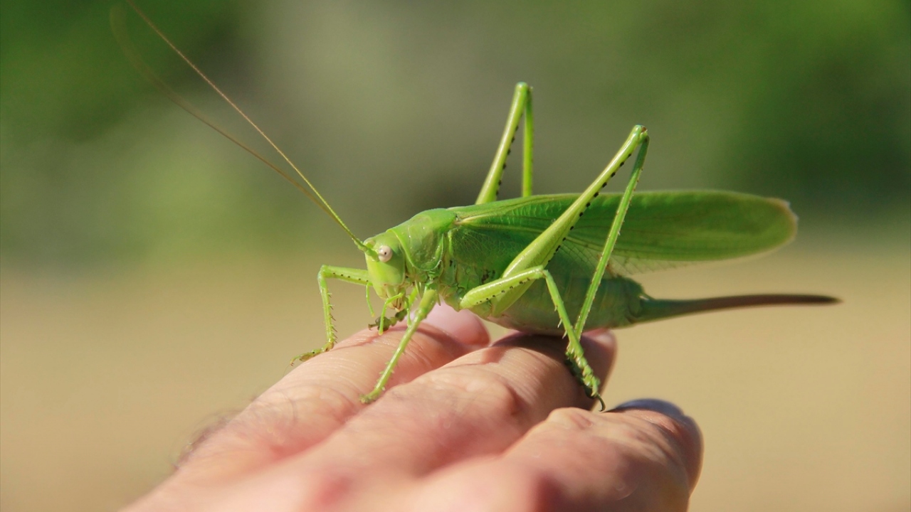Zengin biyolojik çeşitliliğe sahip milli park, kayıtlara göre bin 518 bitki türüne ev sahipliği yapıyor.