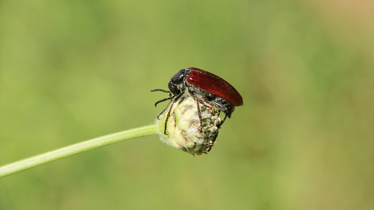 Milli parkta kelebek, uğur böceği, çekirge ve örümcek gibi bazı türler de dikkati çekiyor.