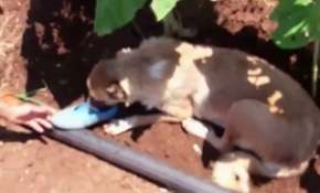 Sıcaktan bitkin düşen köpeğe ayakkabısıyla su verdi