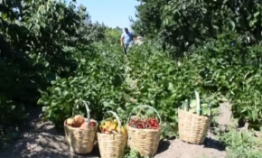 Çiftçilik yapan emekli asker Zekai Üzüm