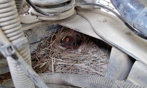 Motora yuva yapan kuşlar büyüyene kadar kamyon sefer yapmayacak