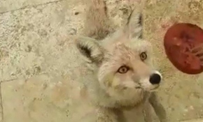 Şantiyeye gelen tilkiyi elleriyle besliyor