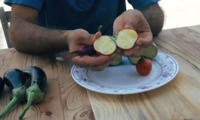 Domates görünümlü patlıcan görenleri şaşırtıyor